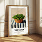 Coriander – on Striped Tablecloth, Fresh Herbs Still Life